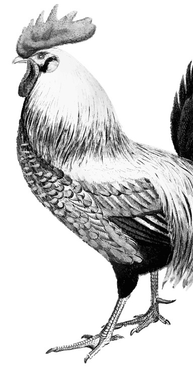 coq-background-right